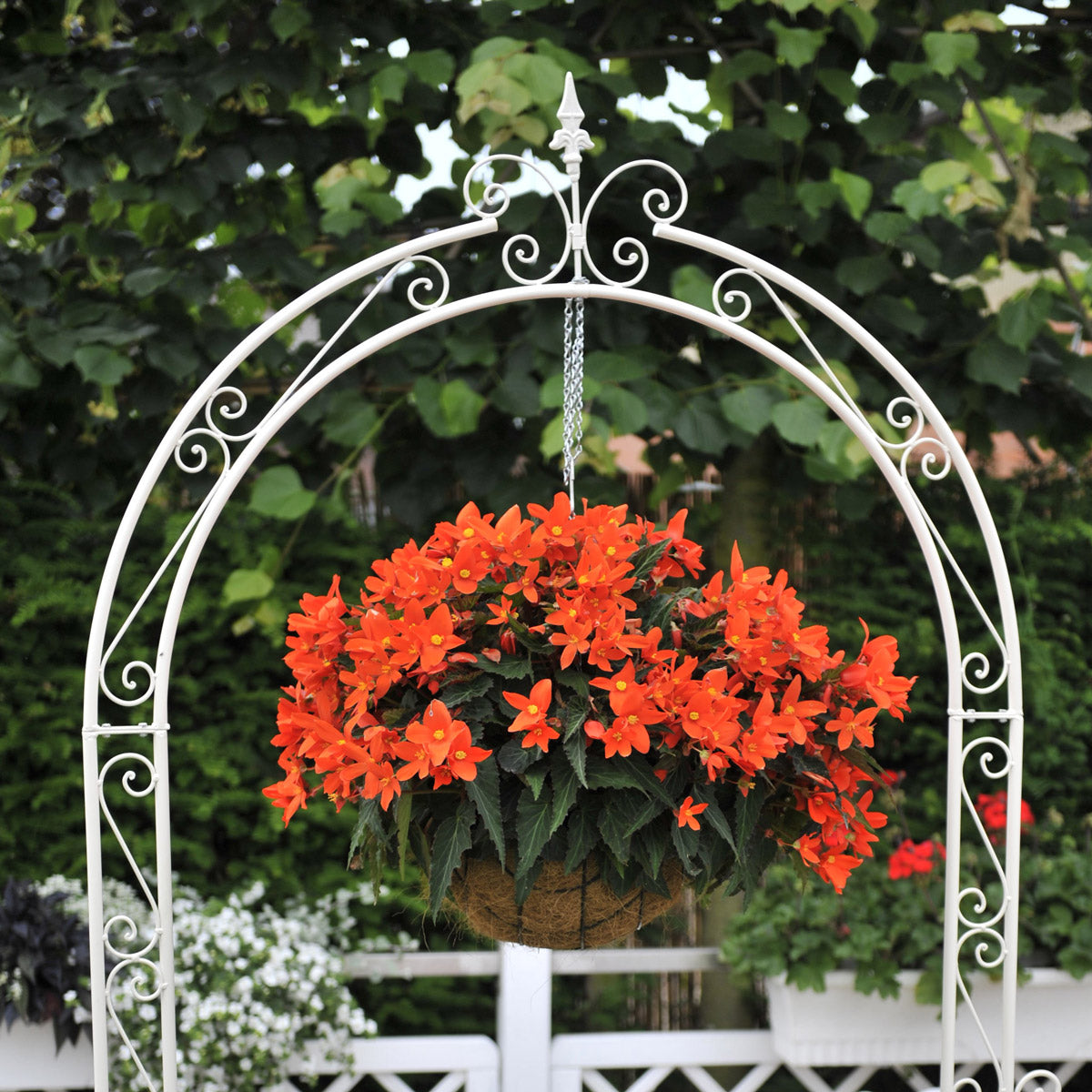 Begonia Iconia Upright Fire