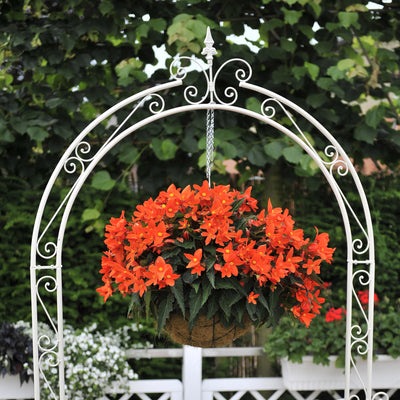 Begonia Iconia Upright Fire