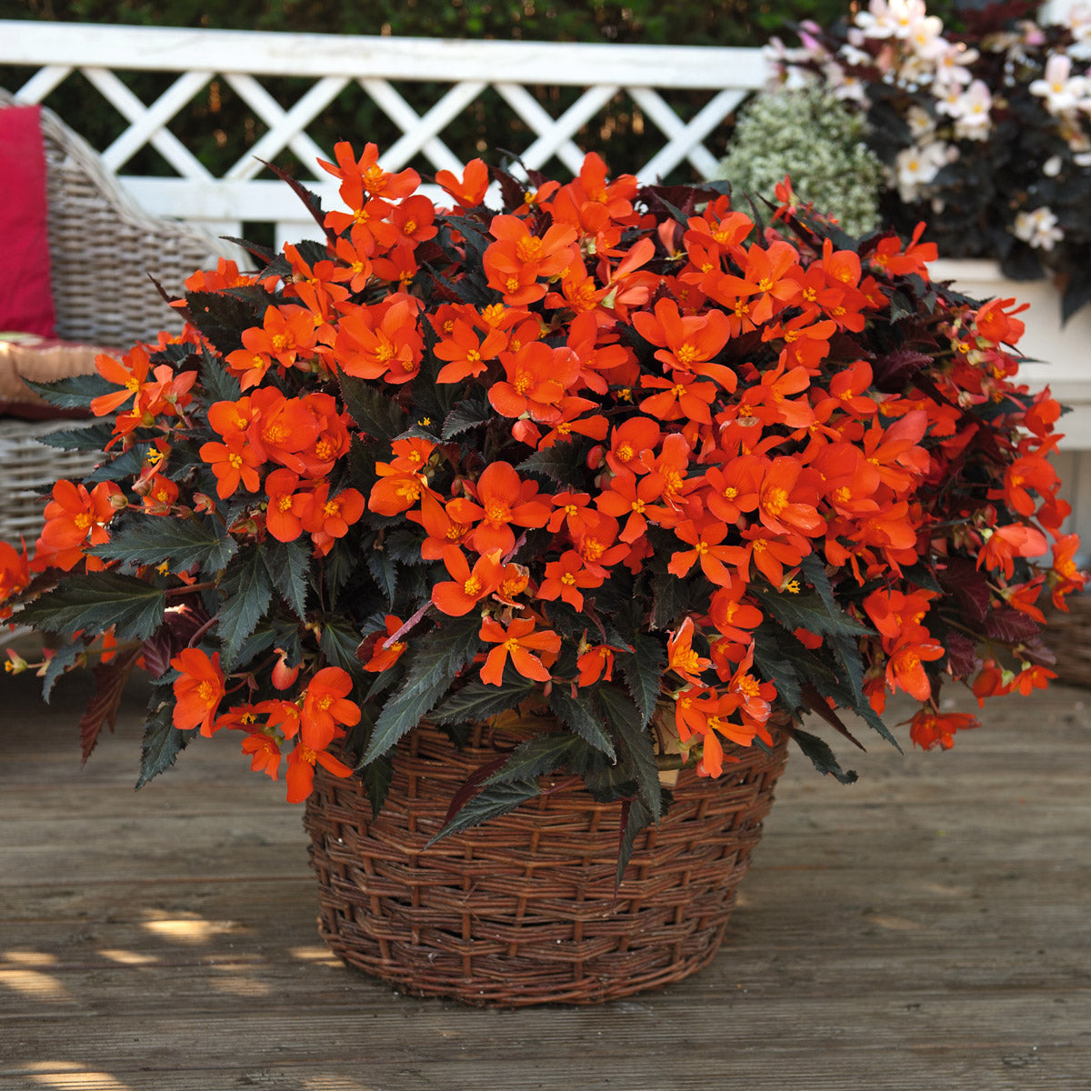 Begonia Iconia Upright Fire