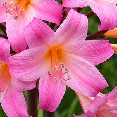 Belladonna Lily Pink