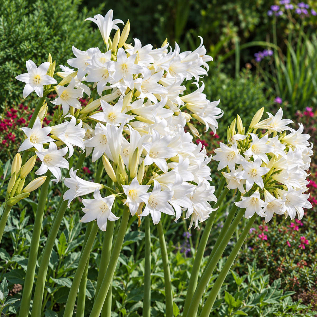 Belladonna Lily White