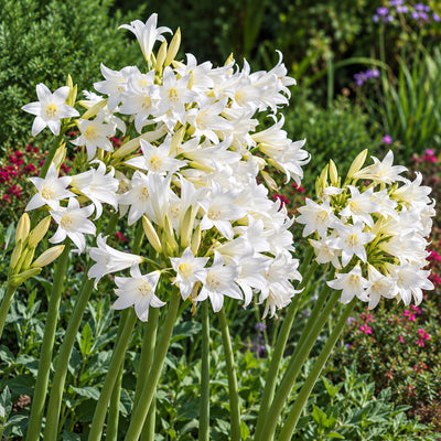 Belladonna Lily White
