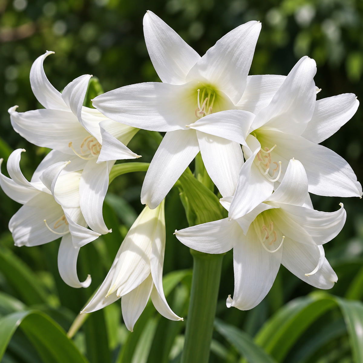 Belladonna Lily White