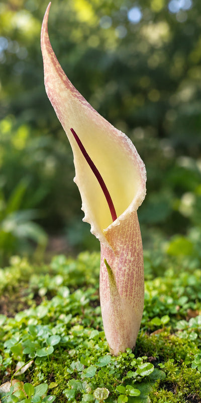 Biarum Marmarisense