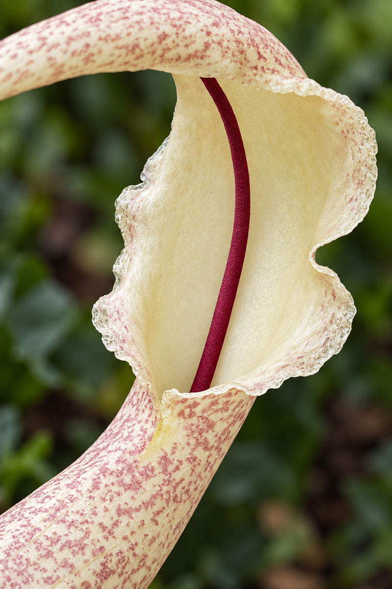 Biarum Marmarisense
