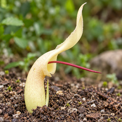Biarum Marmarisense