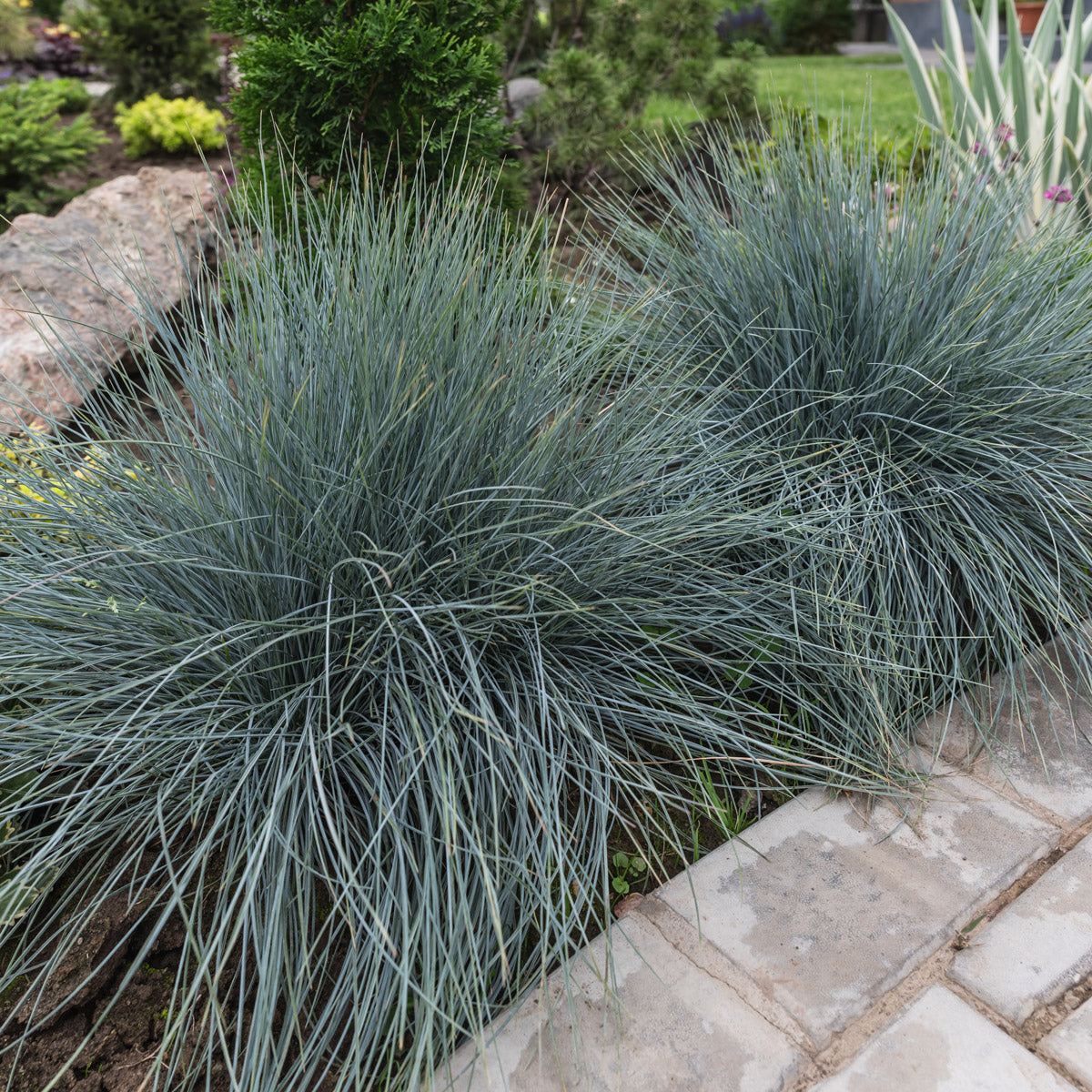 Blue Fescue Beyond Blue