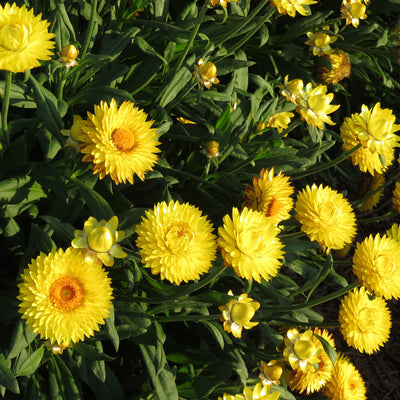 Bracteantha Granvia Gold