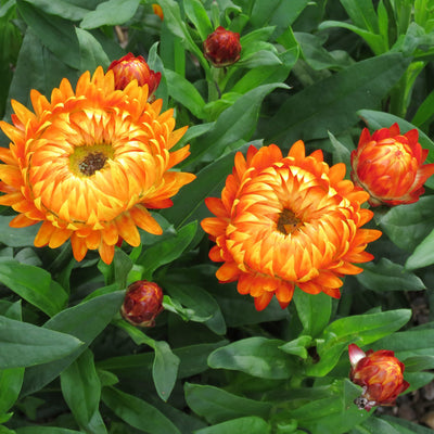 Bracteantha Granvia Harvest Orange