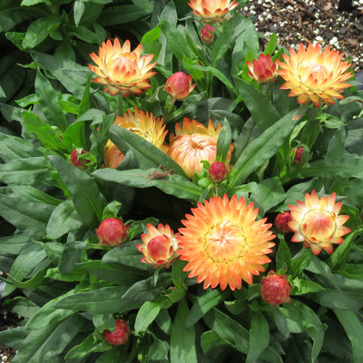 Bracteantha Granvia Peachy Keen
