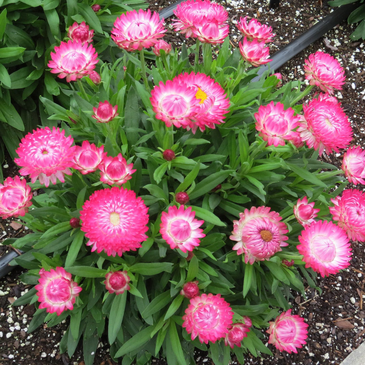 Bracteantha Granvia Pink