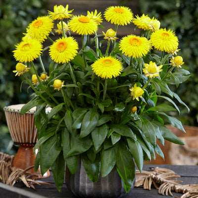Bracteantha Granvia Gold