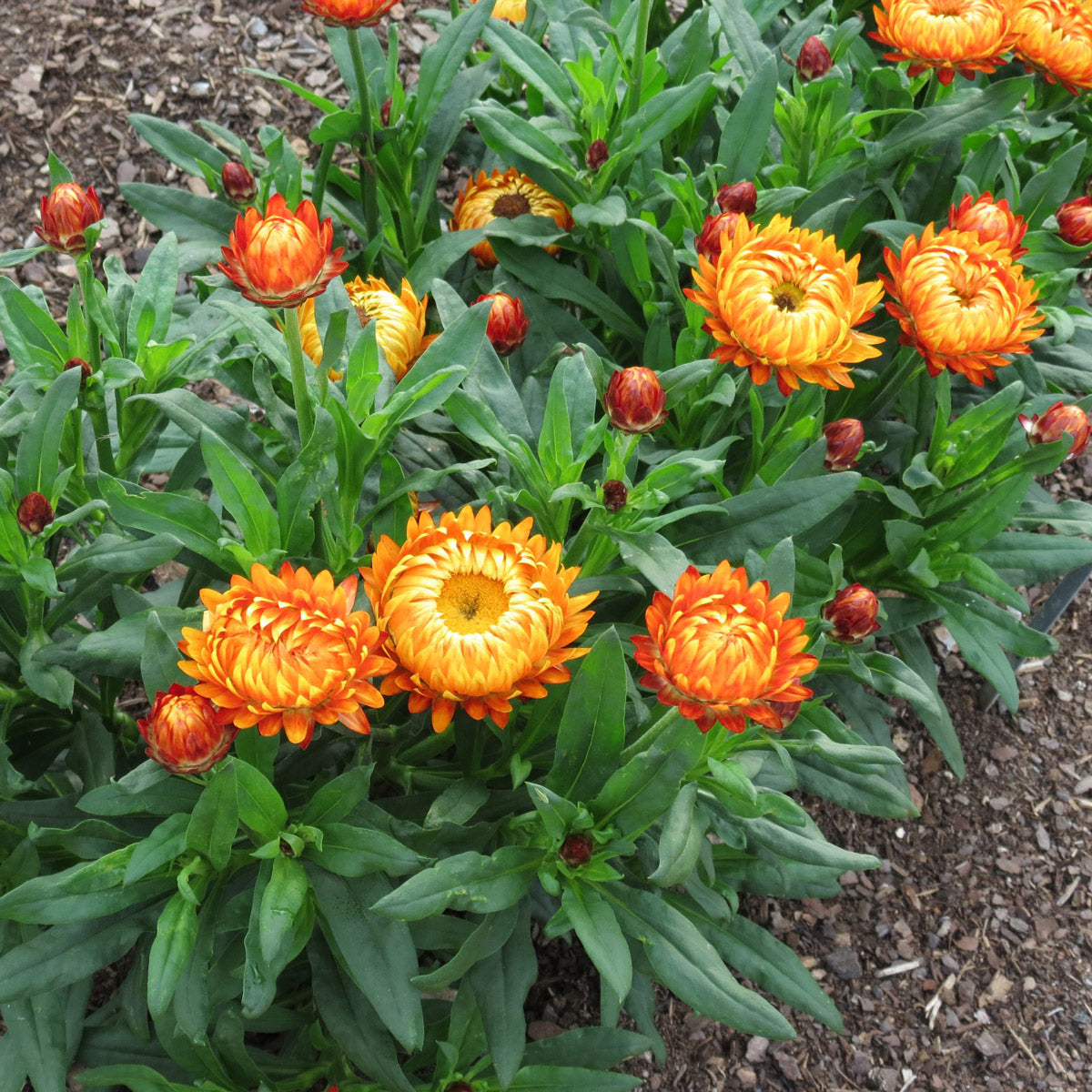 Bracteantha Granvia Harvest Orange