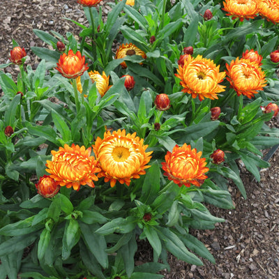 Bracteantha Granvia Harvest Orange