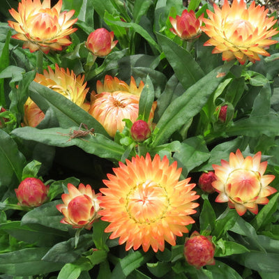 Bracteantha Granvia Peachy Keen