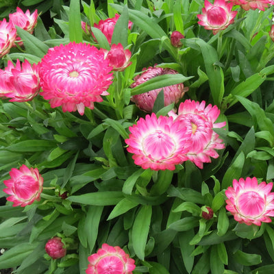 Bracteantha Granvia Pink