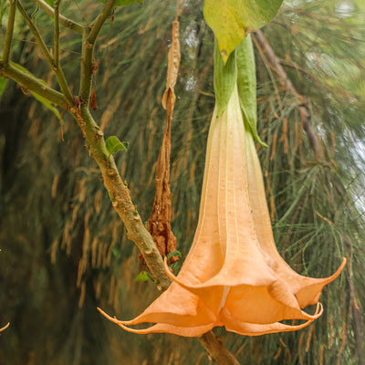 Brugmansia Mango Cornet
