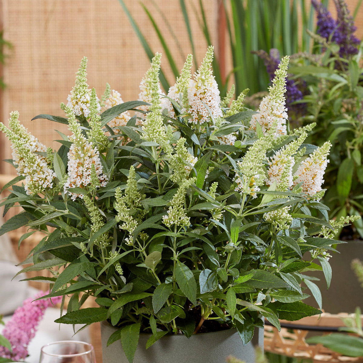 Buddleja Candy Little White