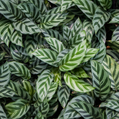 Calathea Freddy