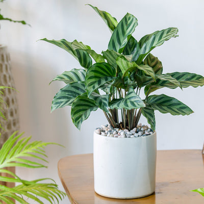 Calathea Freddy
