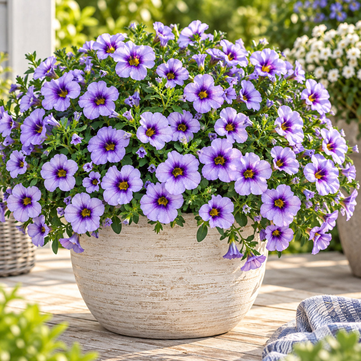 Calibrachoa Bloomtastic Blue Sky
