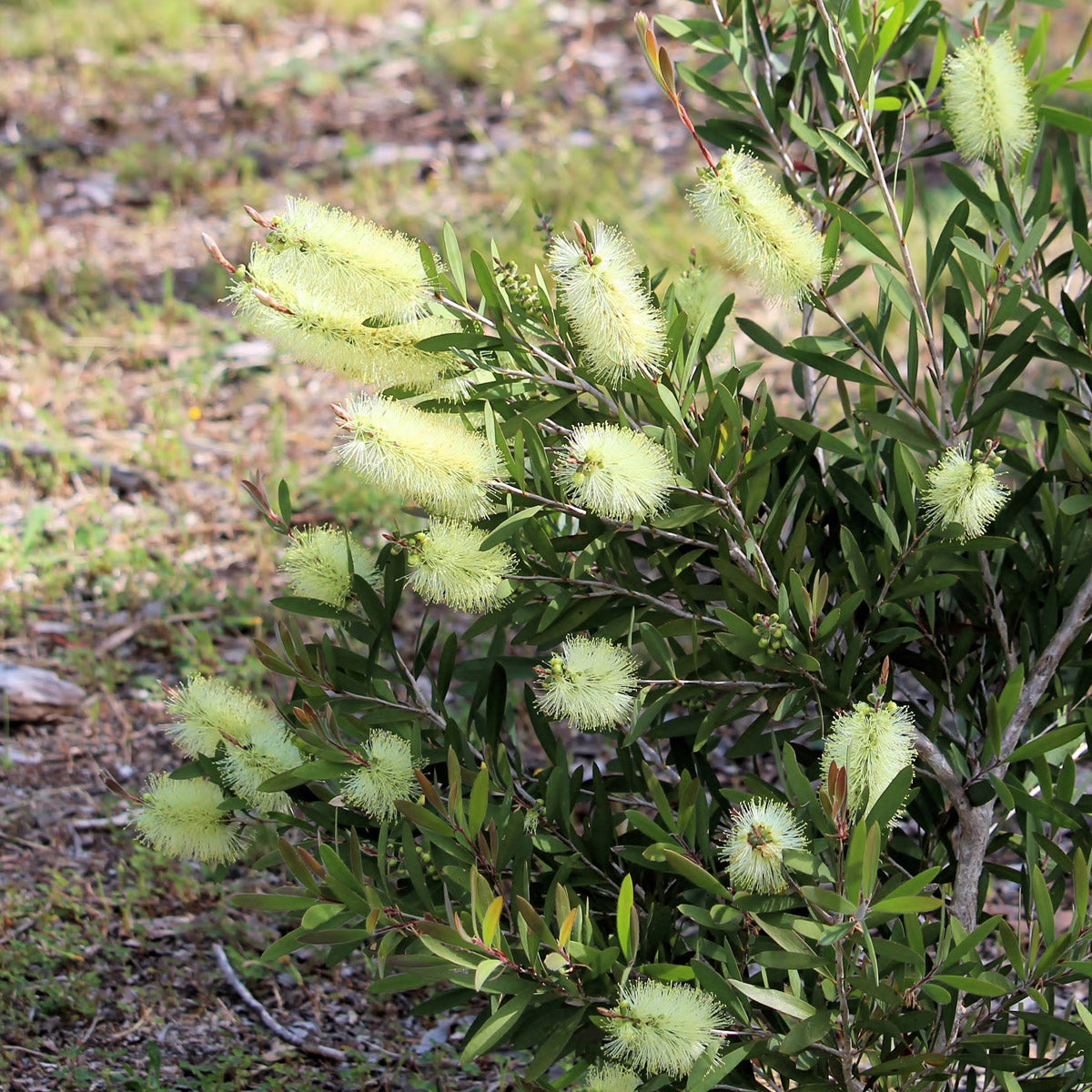 Callistemon Silver Cloud