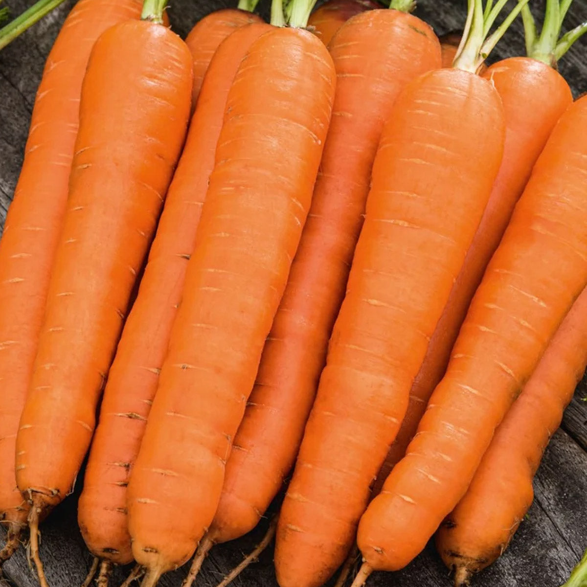 Seed - Carrot Manchester Table