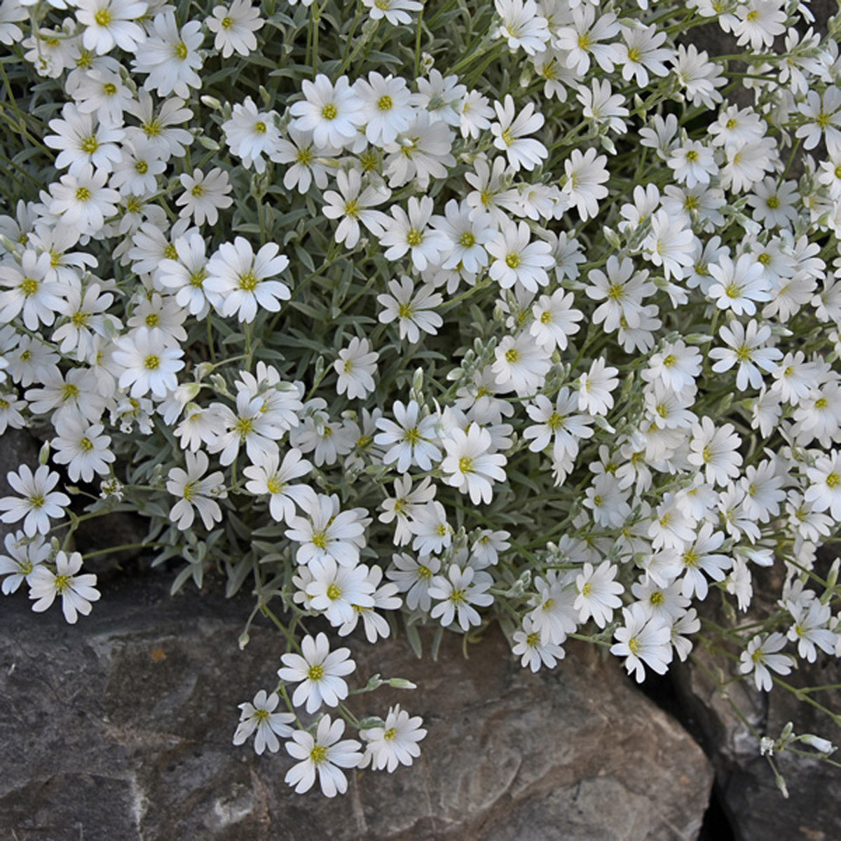 Cerastium Snow In Summer