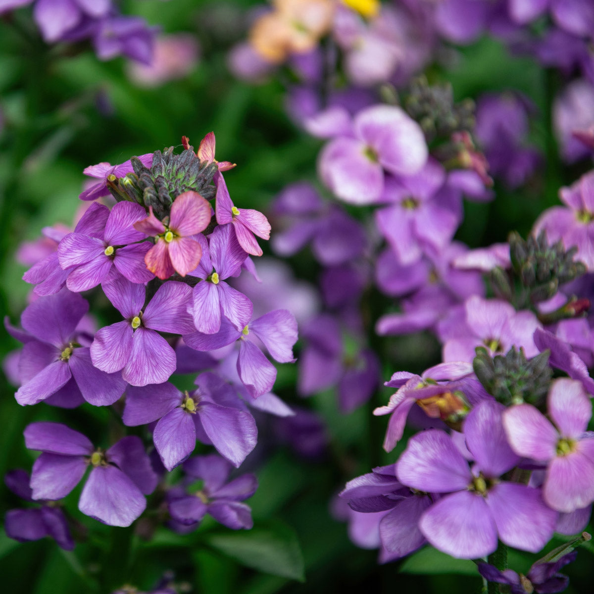 Cheiranthus Wallflower Purple Bicolor
