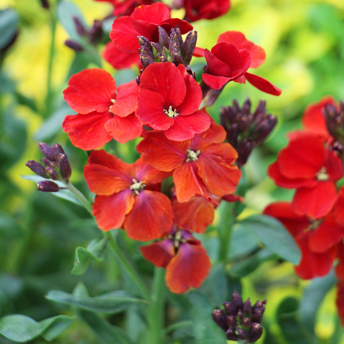 Cheiranthus Wallflower Sugar Rush Red