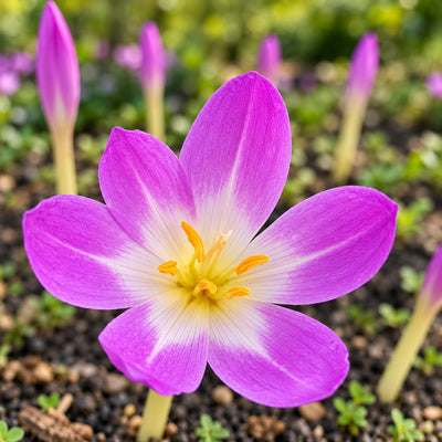 Colchicum Bornmeulleri