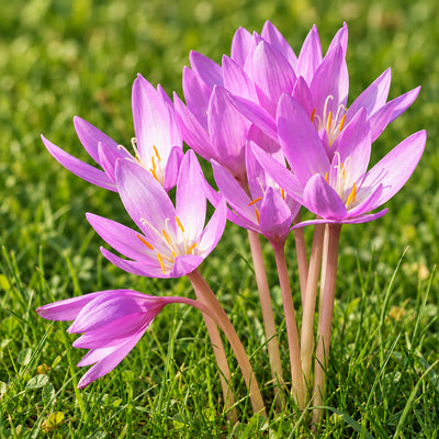 Colchicum Byzantinum