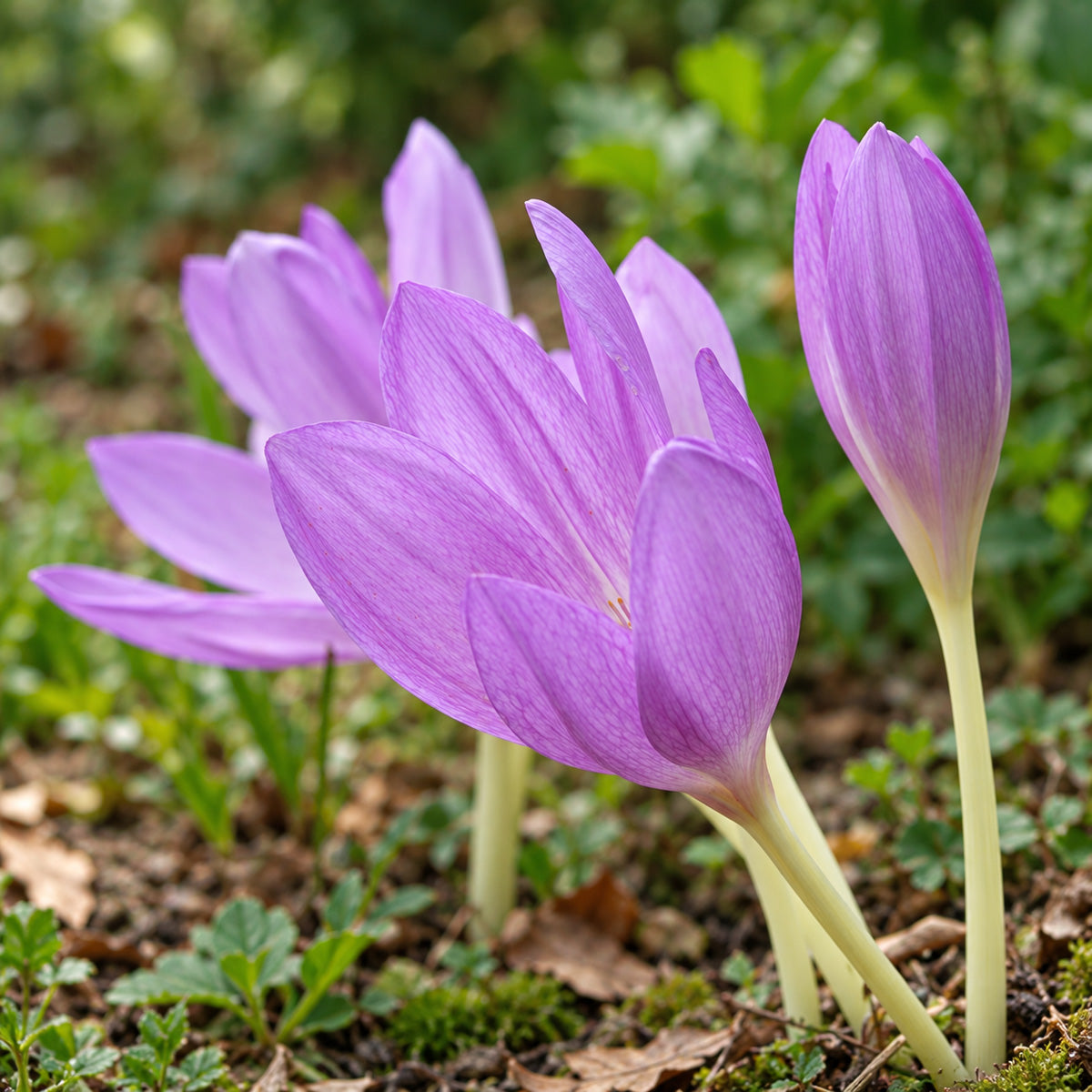 Colchicum Byzantinum