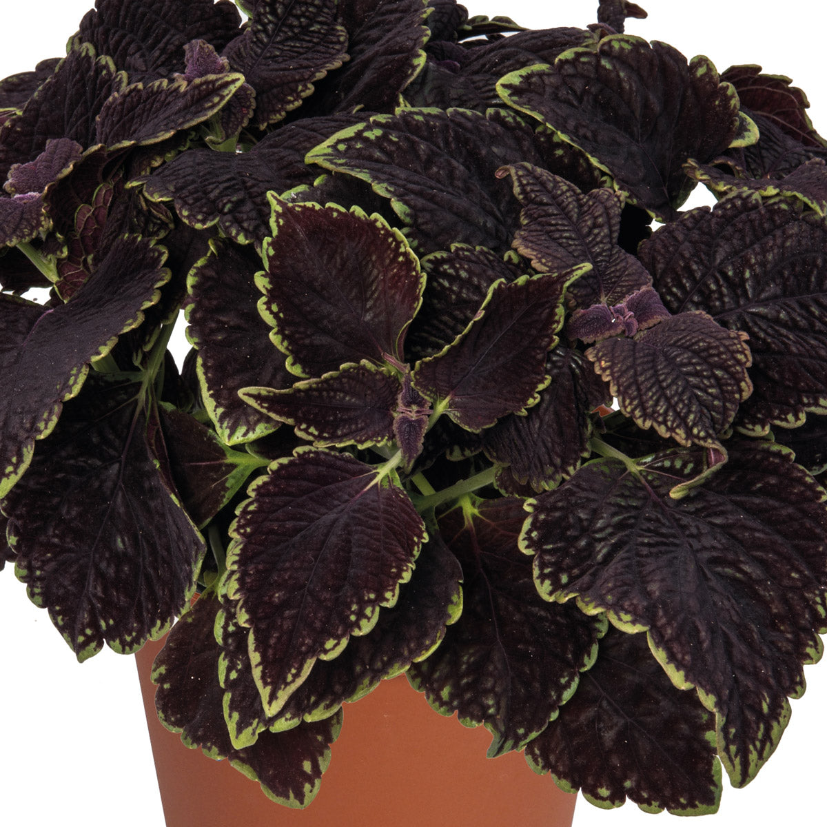 Coleus Main Street Abbey Road