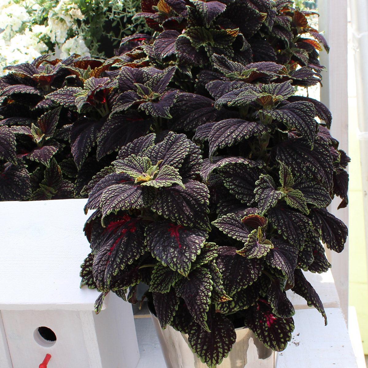 Coleus Main Street Abbey Road