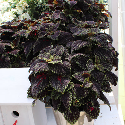 Coleus Main Street Abbey Road