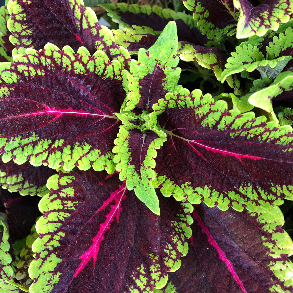 Coleus Main Street Alligator Alley