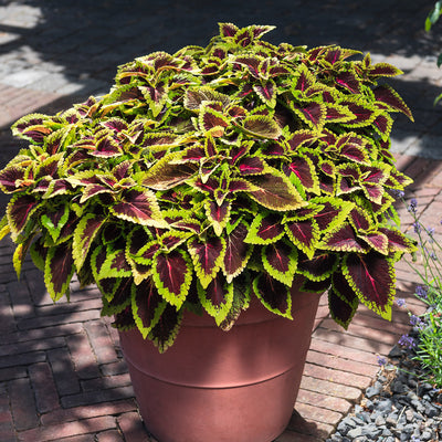 Coleus Main Street Alligator Alley
