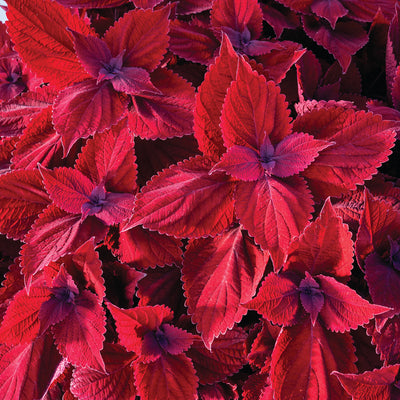 Coleus Main Street Beale Street