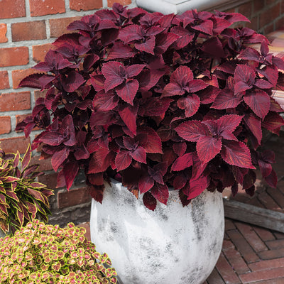 Coleus Main Street Beale Street