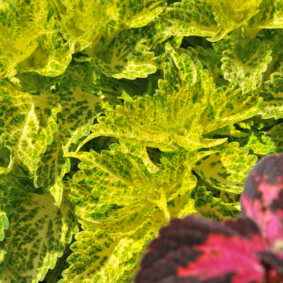 Coleus Main Street River Walk