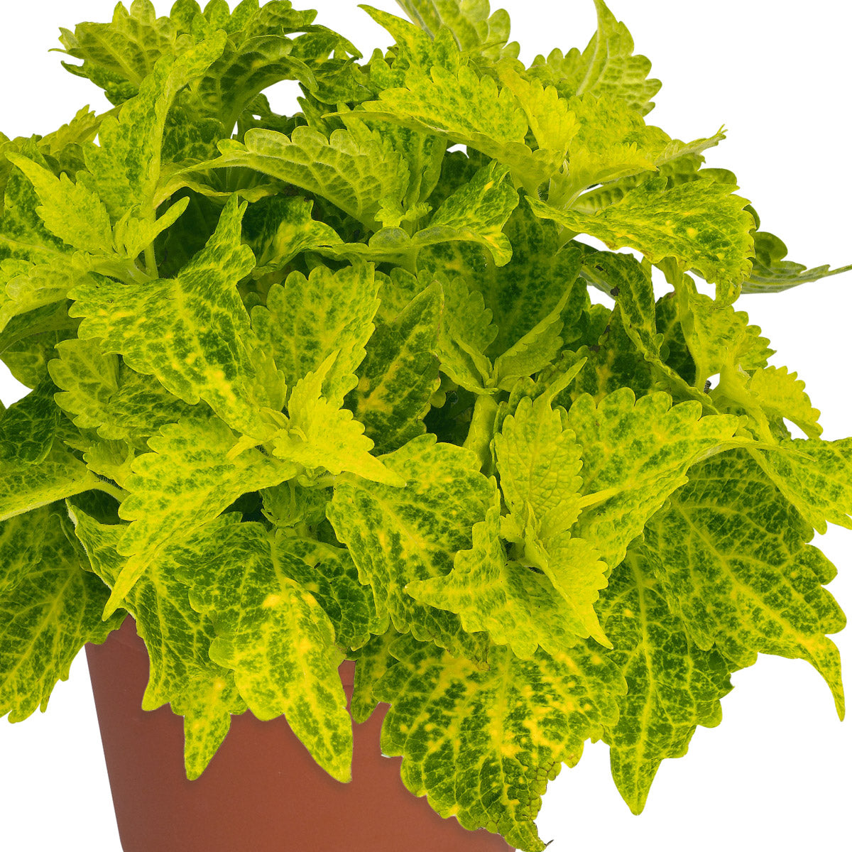 Coleus Main Street River Walk