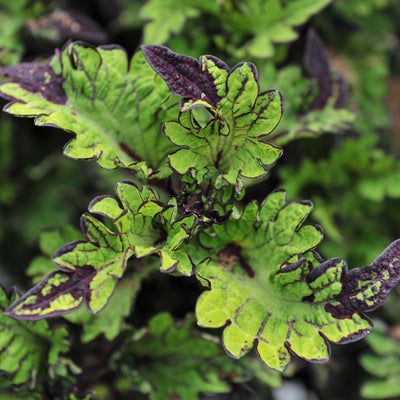 Coleus Main Street Rodeo Drive
