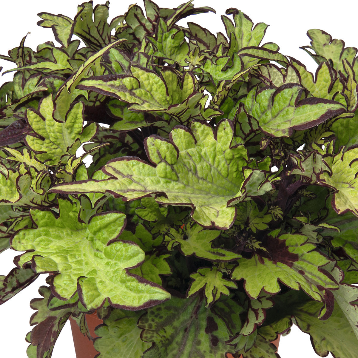 Coleus Main Street Rodeo Drive
