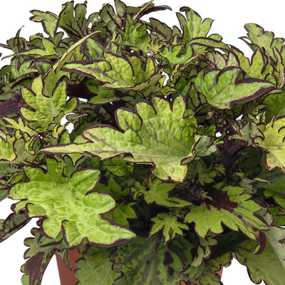 Coleus Main Street Rodeo Drive