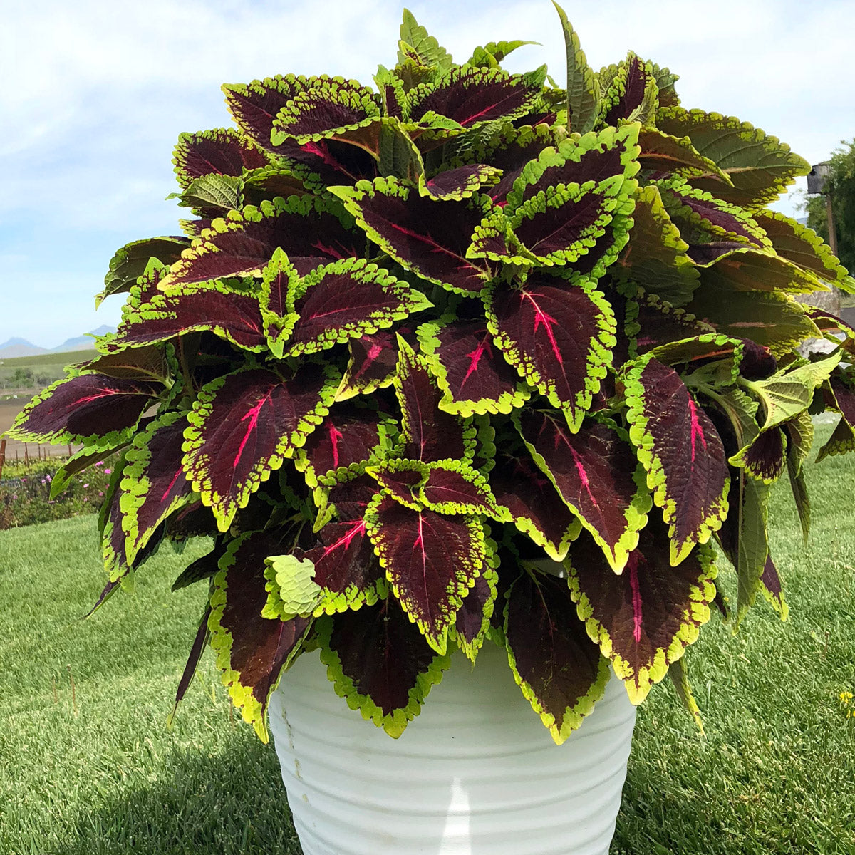 Coleus Main Street Alligator Alley