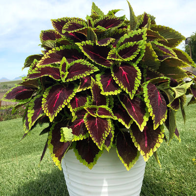 Coleus Main Street Alligator Alley