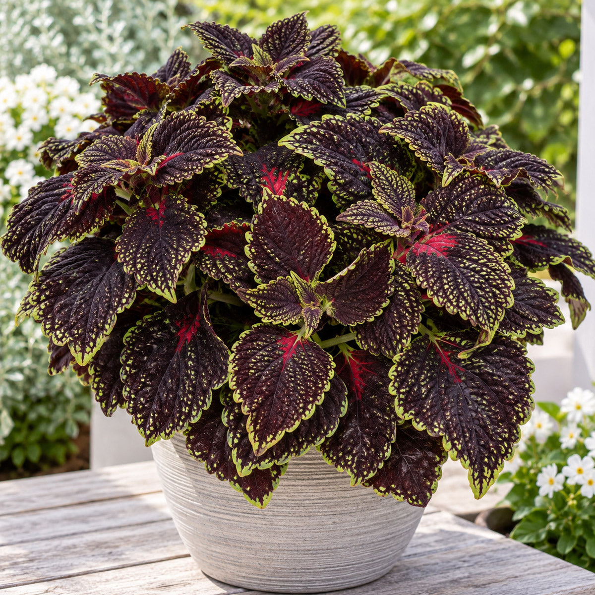 Coleus Main Street Abbey Road