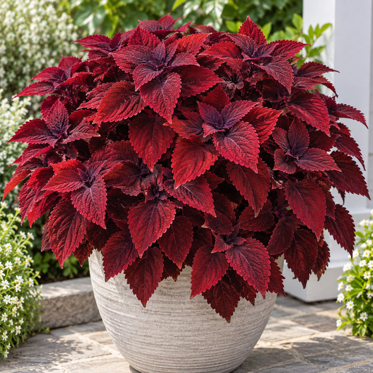 Coleus Main Street Beale Street