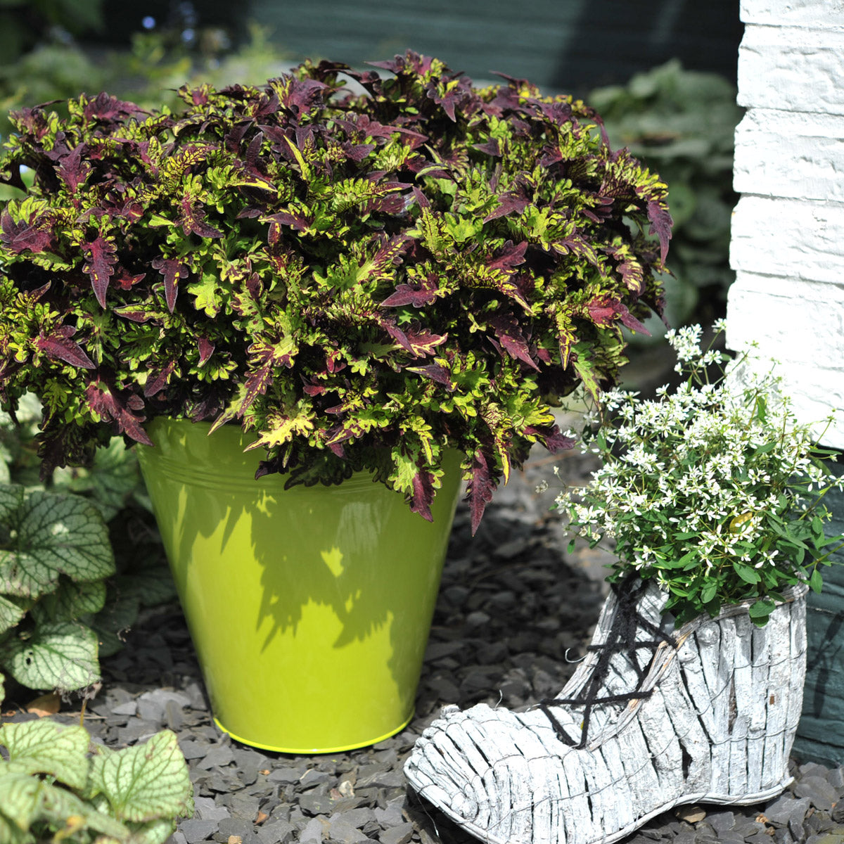 Coleus Main Street Rodeo Drive
